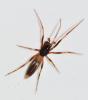 Harpactea hombergi